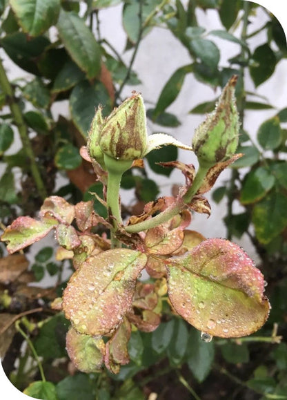 Achook Neem Based Nematicide / Insecticide Organix 1Ltr