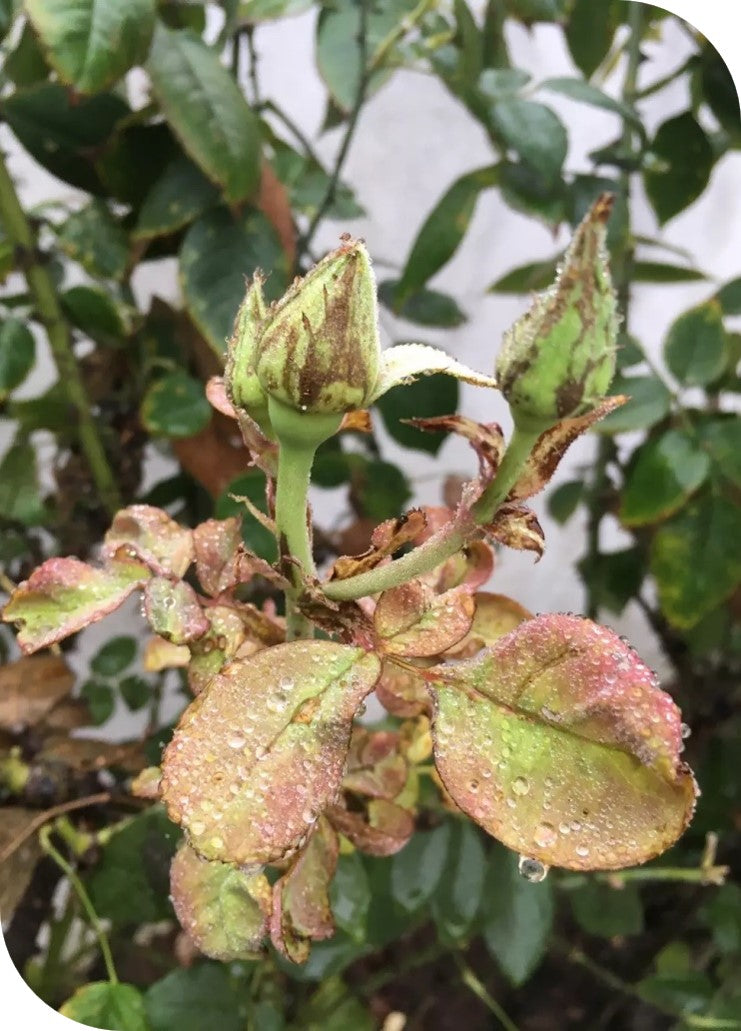 Achook Neem Based Nematicide / Insecticide Organix 100ml