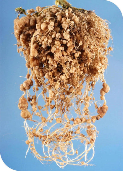 Achook Neem Based Nematicide / Insecticide Organix 1Ltr