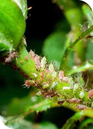 Achook Neem Based Nematicide / Insecticide Organix 1Ltr