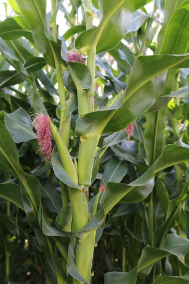 Earthlee Organic Humate Powder - 1kg